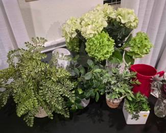 Plethora of decor plants 