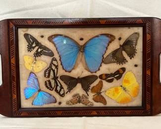 Iridescent Morpho butterfly tray
