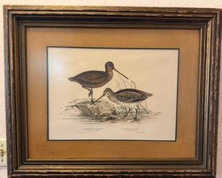 Lithograph, 'Birds of Europe'