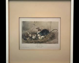 John James Audubon Black Rat Print