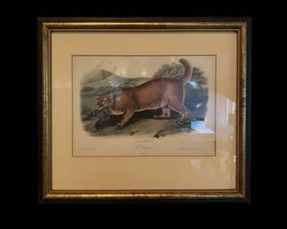 The Cougar Male Lithograph by John Woodhouse Audubon second image