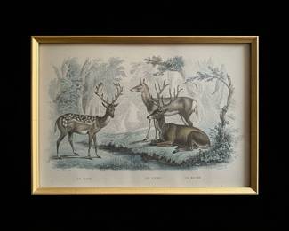 th Century French Natural History Deer Engraving