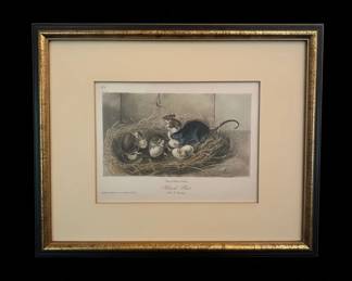 Antique Natural History Engraving Black Rat Old Young