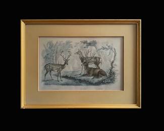 Vintage French Natural History Engravings third image