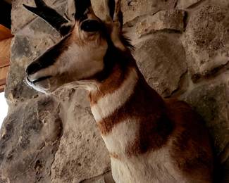 Mounted Pronghorn Head