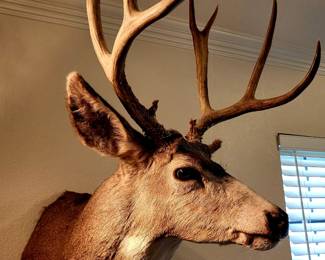 Mounted Deer Head