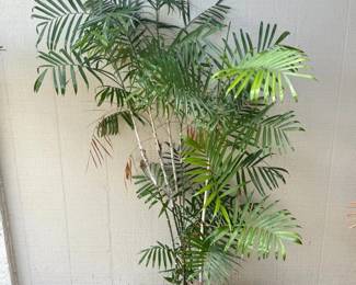 ARS279 - Bamboo Palm