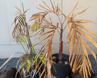 ARS286 - 2 Small Palm Trees