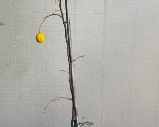 ARS277 - Lemon Tree