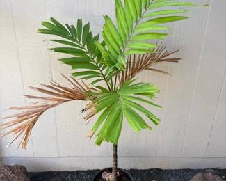 ARS281 - Small Palm Tree