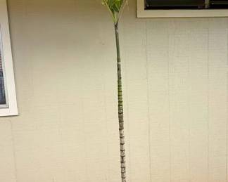 ARS288 - Tall Palm Tree