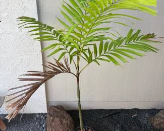 ARS278 - Small Palm Tree