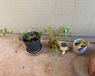 ARS285 - Collection of 4 Small Plants