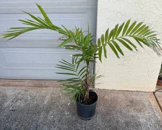 ARS287 - Small Palm Tree