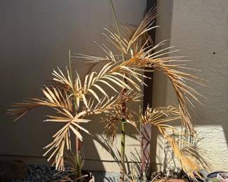 ARS283 - Trio of Small Palm Trees