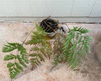 ARS284 - Pot of Ferns