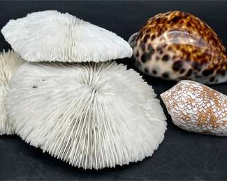Vintage Natural White Mushroom Coral  Tiger Cowrie Shell Lot