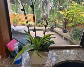 Potted artificial white orchid with variegated foliage, housed in a textured cream ceramic planter.