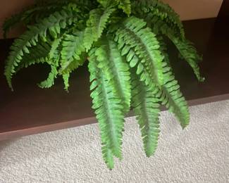Faux potted fern with lush green fronds sitting on a dark wood shelf.