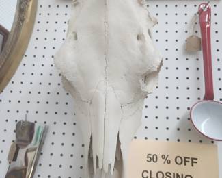Cow skull