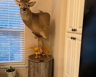 Mounted Buck