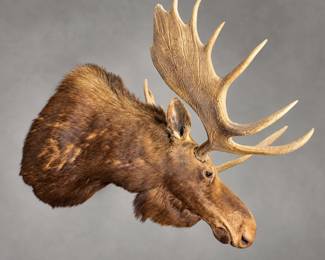 Majestic Moose Trophy Profile