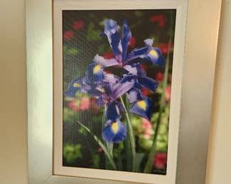Art Stokes African Iris's