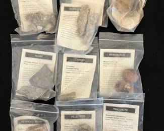 Fossils!