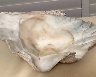 CCM135 Giant Clam Shell