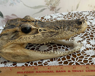 Lot 31: Genuine Alligator Head