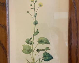 Jacopo Ligozzi Botanical Print Triptych Mirror