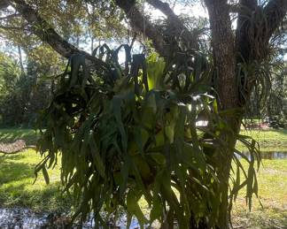 Large Mature Staghorn Fern (Platycerium bifurcatum)