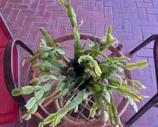 Schlumbergera truncata Thanksgiving Cactus in Ceramic Planter