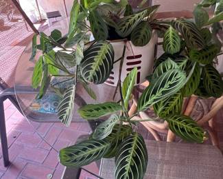 Maranta leuconeura 'Lemon Lime' (Prayer Plant)
