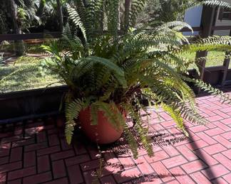 Boston Fern in Terracotta Planter