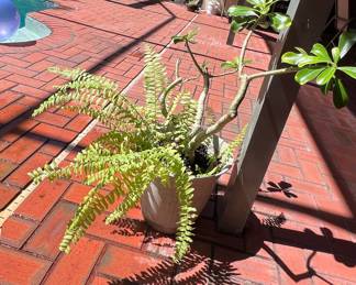 Desert Rose and Boston Fern Potted Arrangement