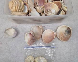 Large Collection of Beach Shells