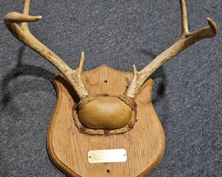 Whitetail Deer Antler Plaque - Estate Sales Warehouse (GR)