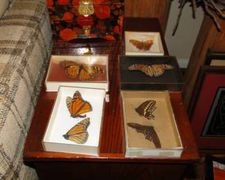 Butterfly Taxidermy