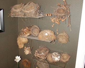 Bird's Nest Collection
