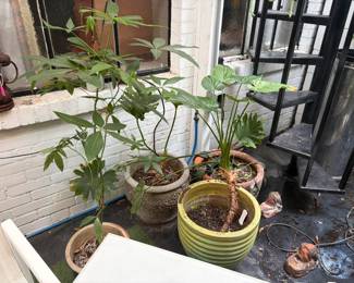 Plants