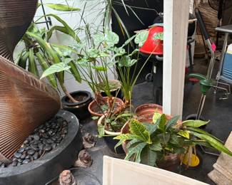 Plants