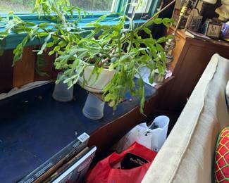 Plants in need of some TLC
