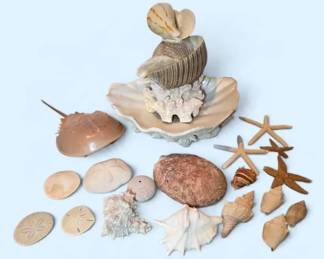 Vintage Marine Specimen Coastal Decor Lot