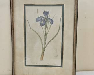 Framed Botanical Print, “English Iris”, By Redoute