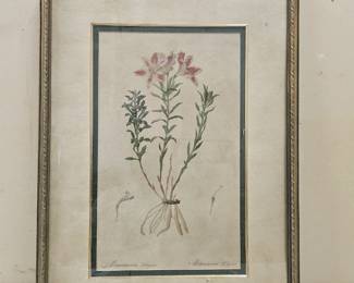 Framed Botanical Print, “Peruvian Lily”, By Redoute
