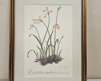 Framed Botanical Print, “Crytanthus Mackenii”, by Thalia Lincoln