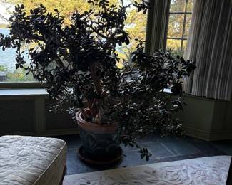 Very large Jade tree
