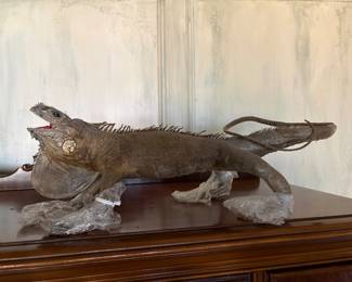 Taxidermy green lizard
