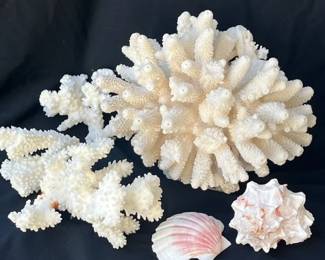 Coral and Shells
